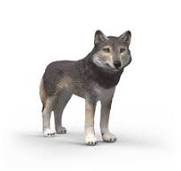 American Wolf