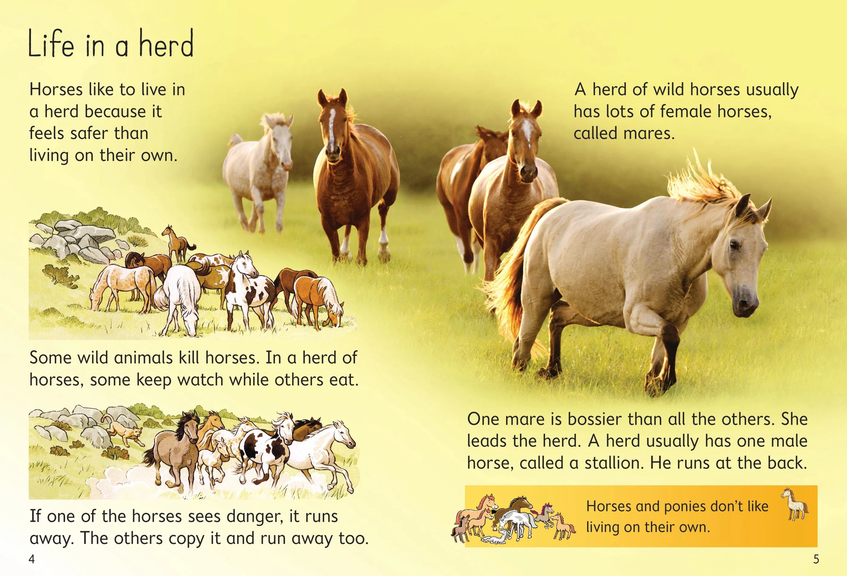 Beginners Horses & Ponies Book - Image 2