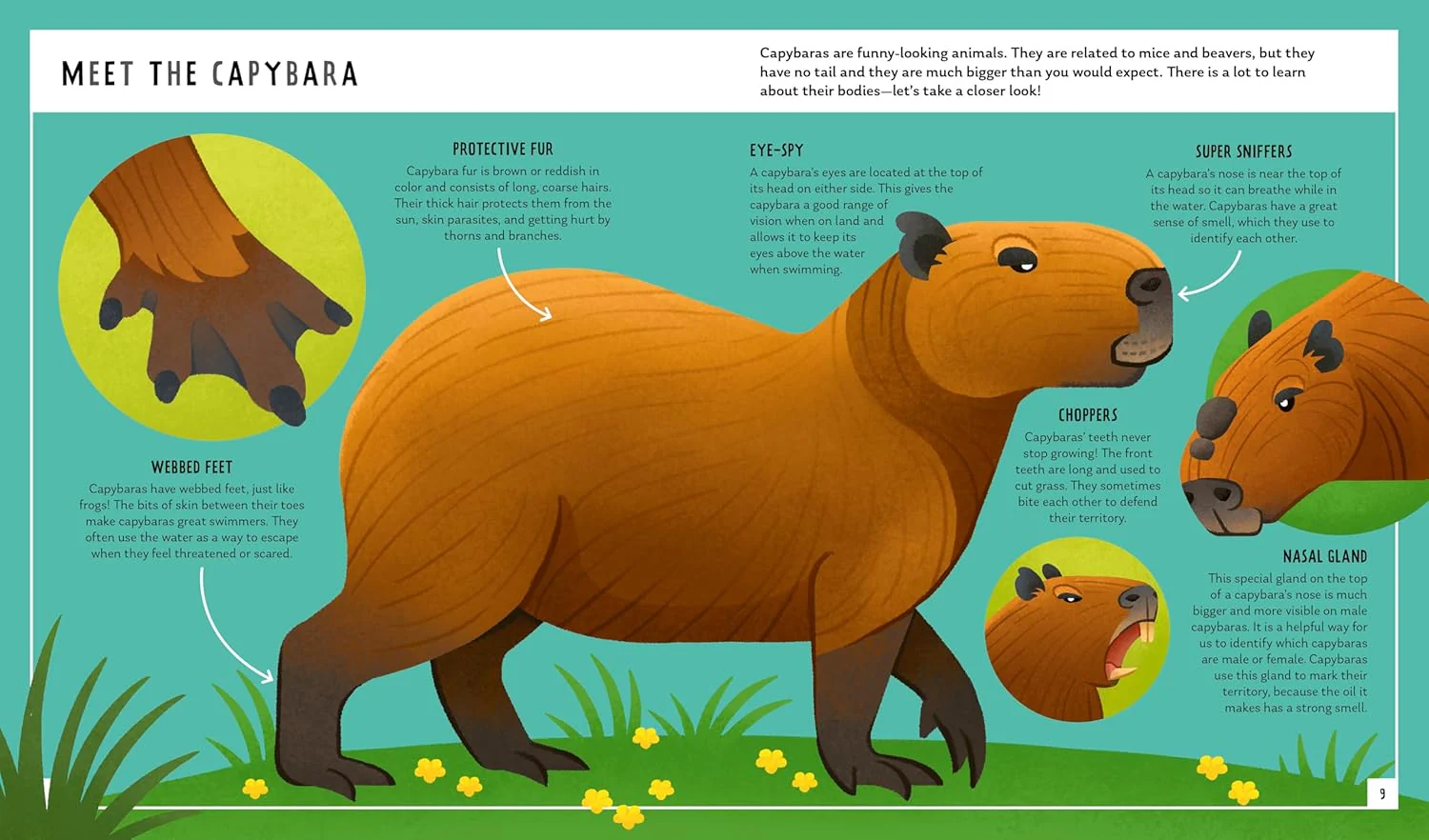 Capybara Book - Image 2