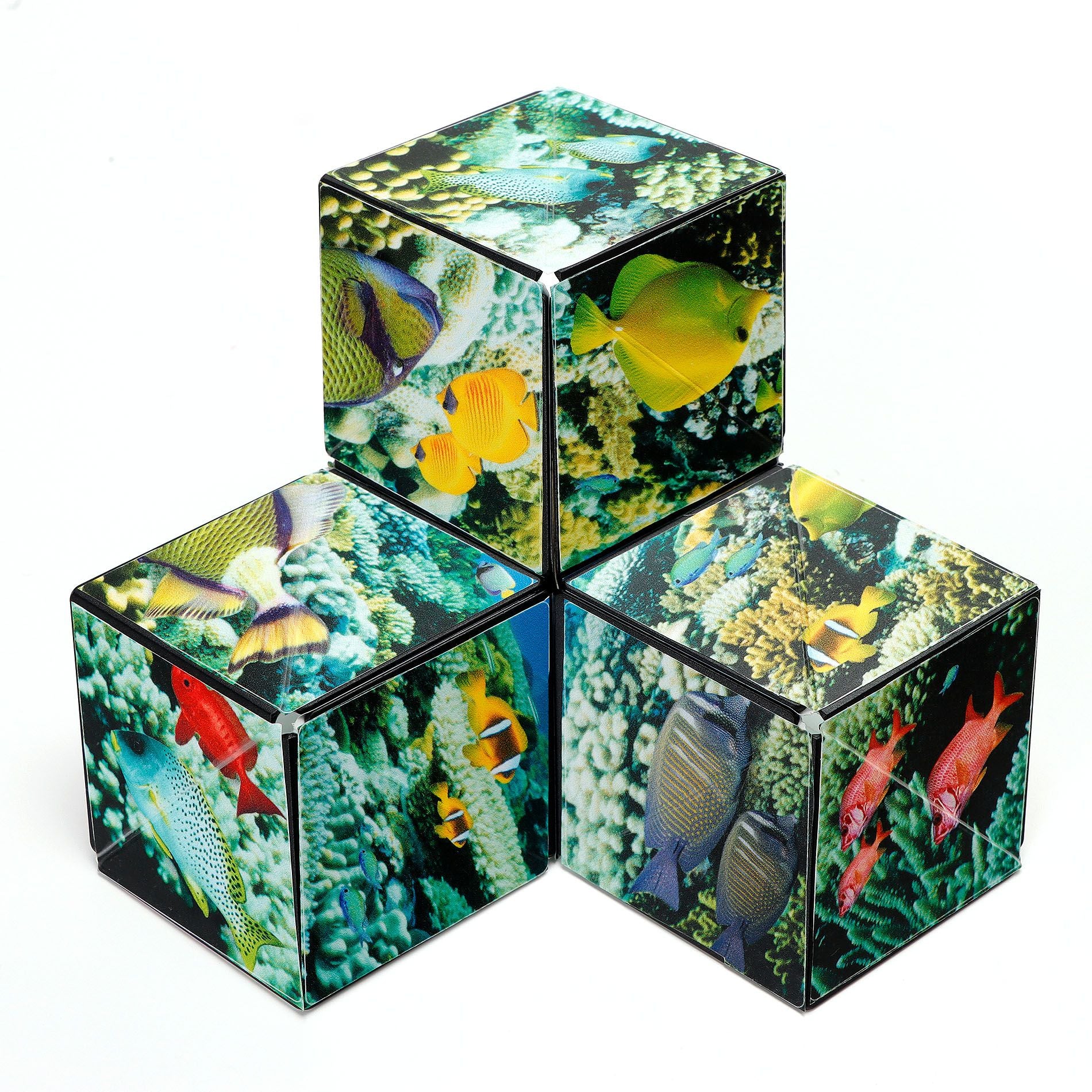 Undersea Shashibo - Image 4