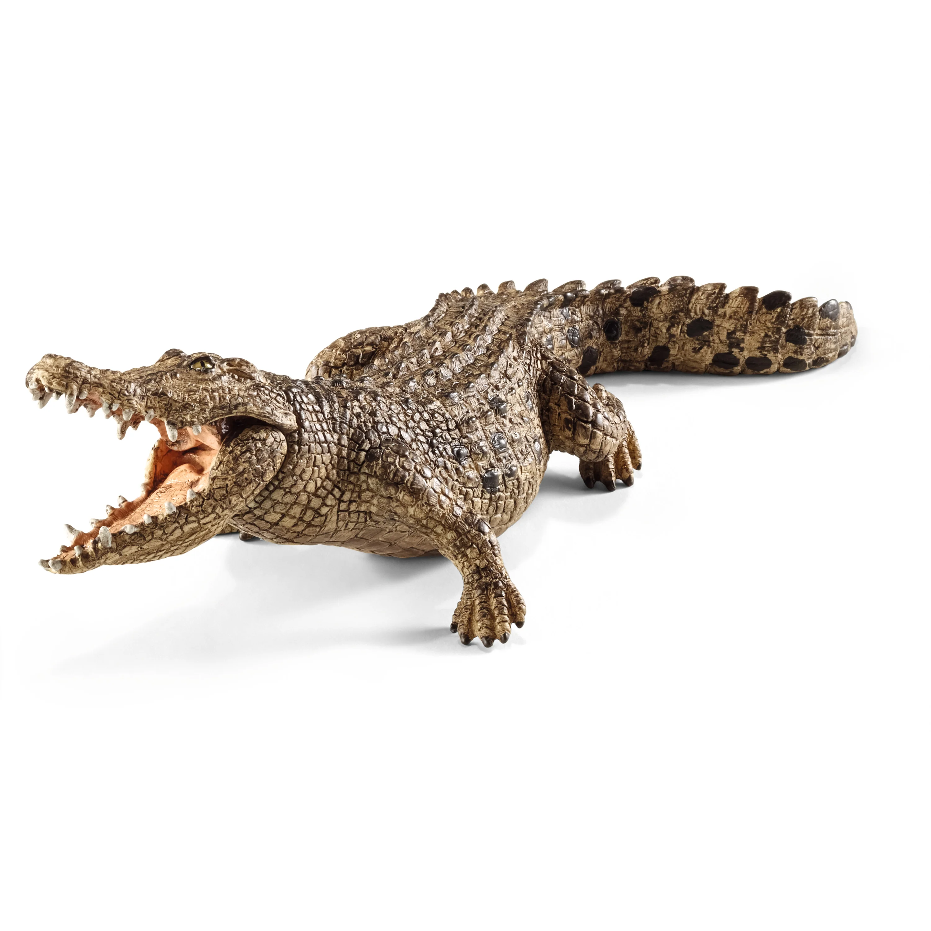 *Crocodile