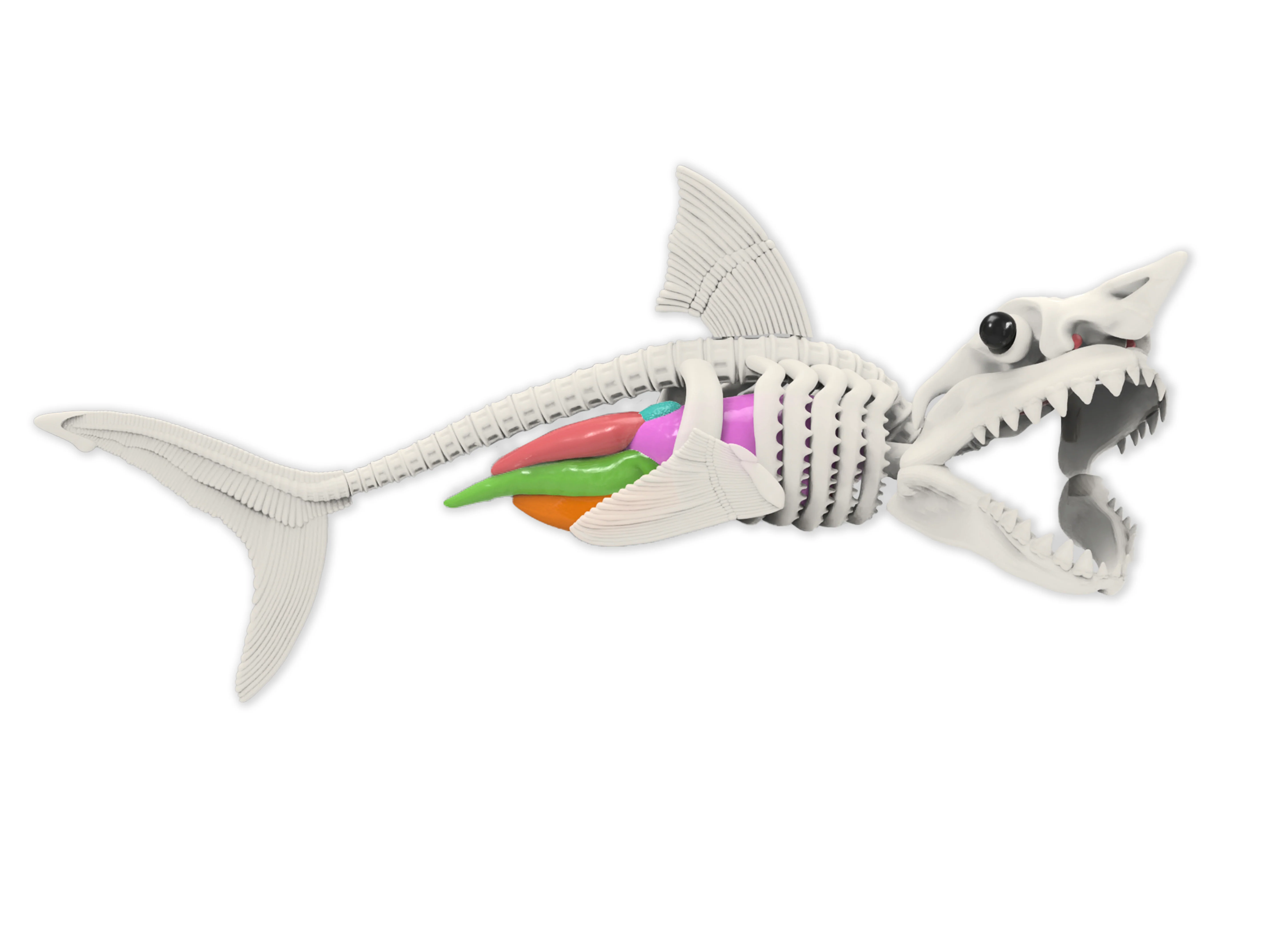 Dissect-It Shark Lab - Image 3