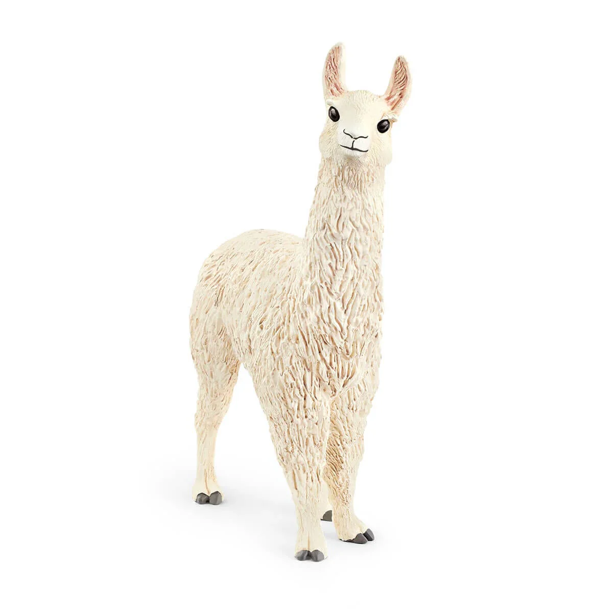 *Llama