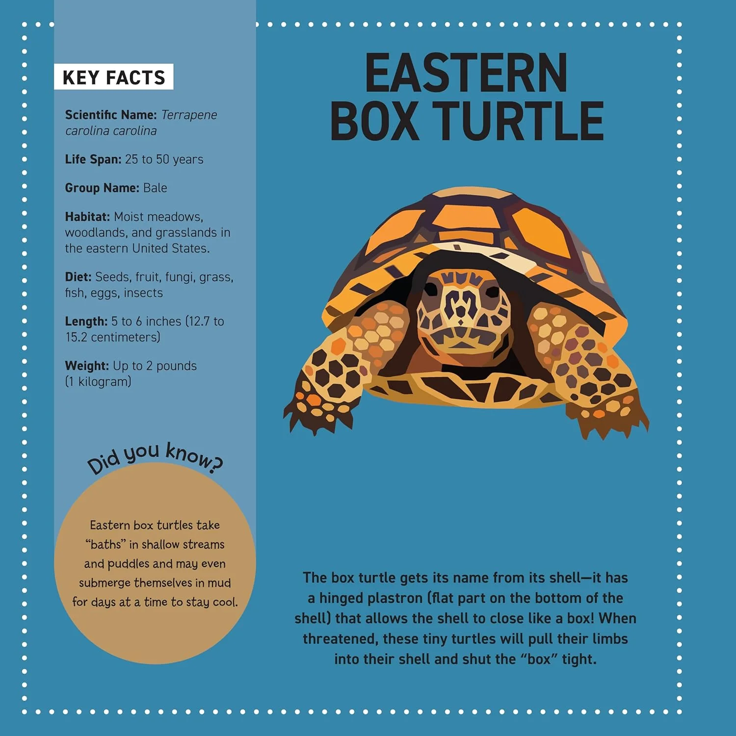 My Sticker Paintings Reptiles Book - Image 4