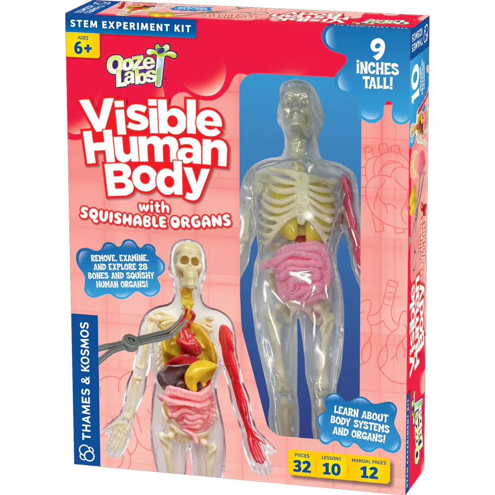 Ooze Labs Visible Human Body With Squishable Organs