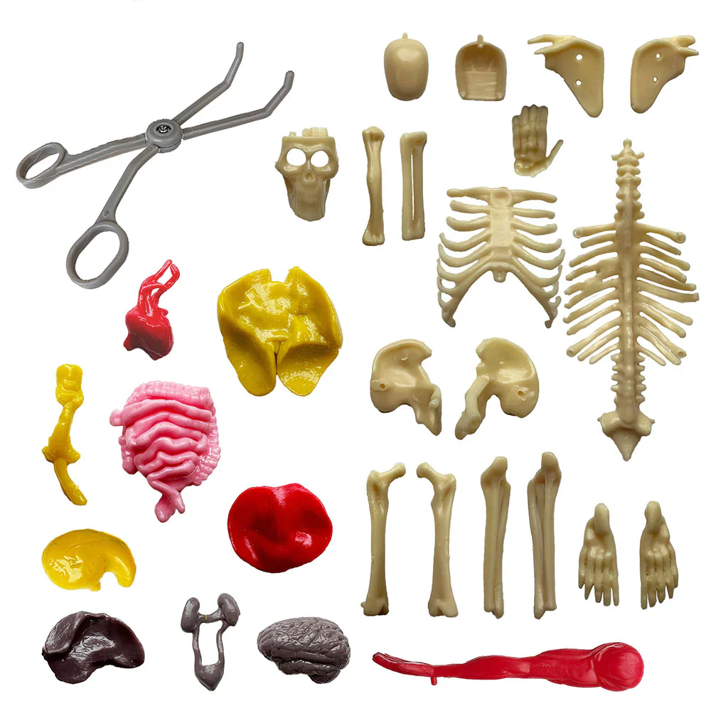 Ooze Labs Visible Human Body With Squishable Organs - Image 2