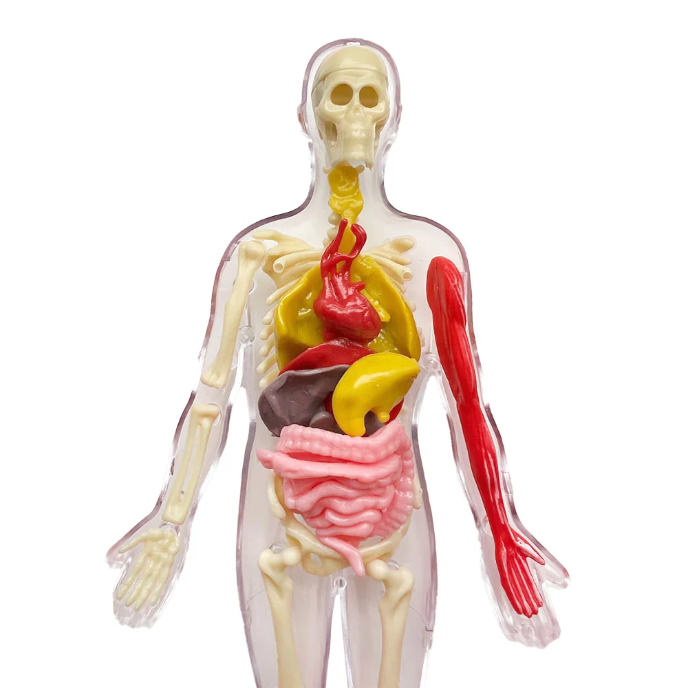 Ooze Labs Visible Human Body With Squishable Organs - Image 3