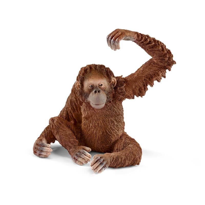 Orangutan Female - Image 2