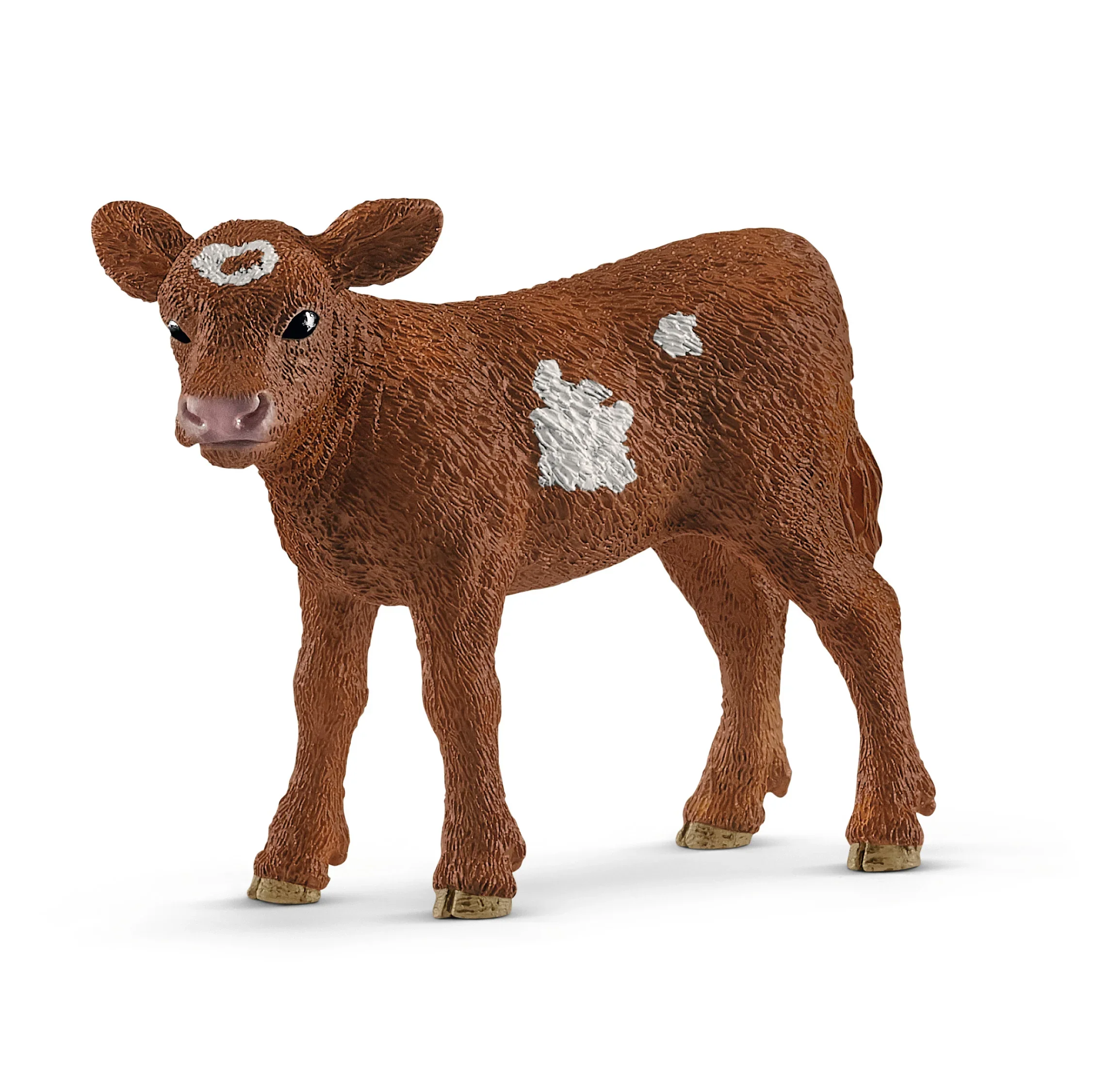 *Texas Longhorn Calf