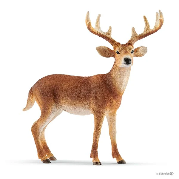 White Tail Buck